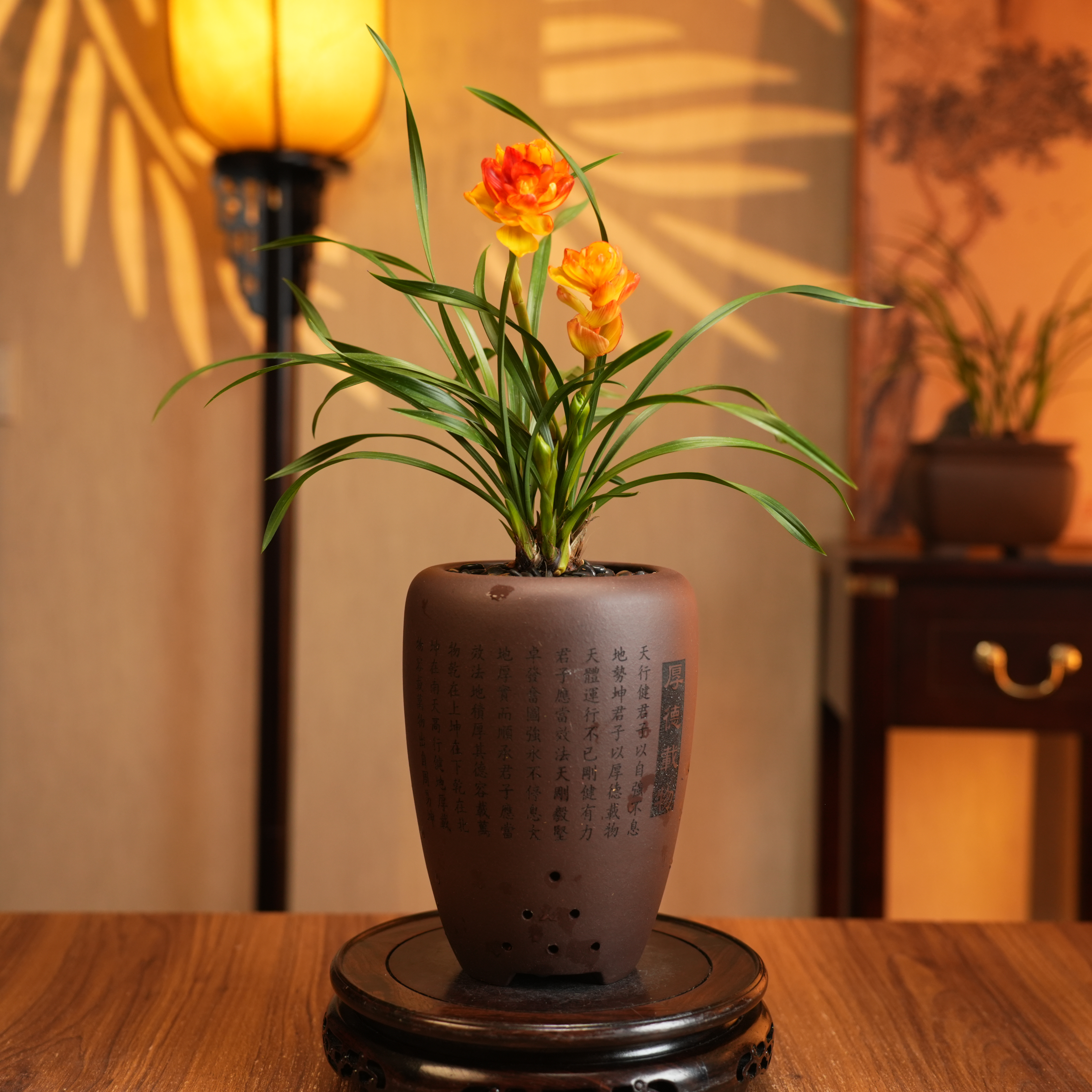 【老种七彩牡丹】稀有春剑名贵高档浓香型带花苞桌面绿植客厅兰花