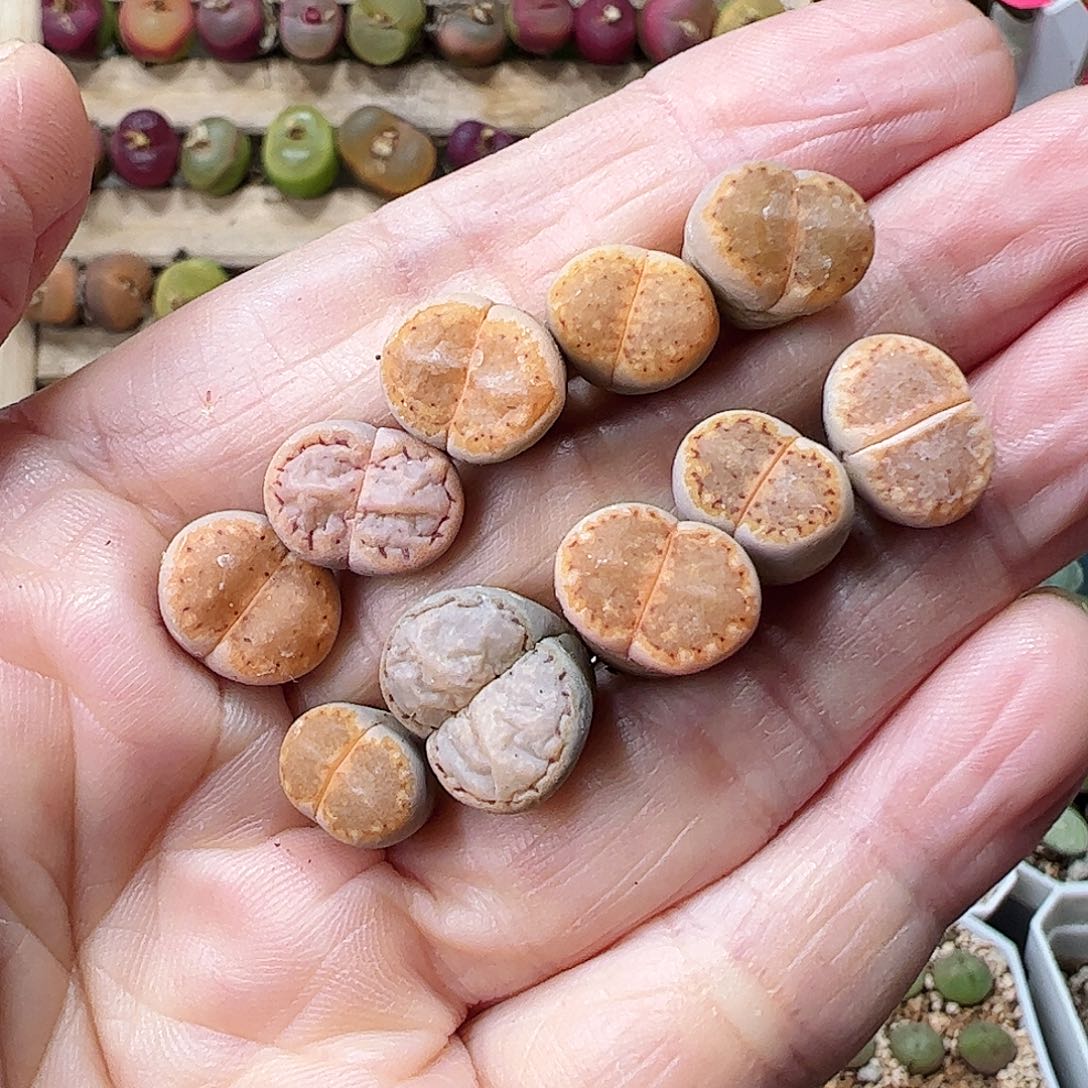 福利饼干一手…………………………