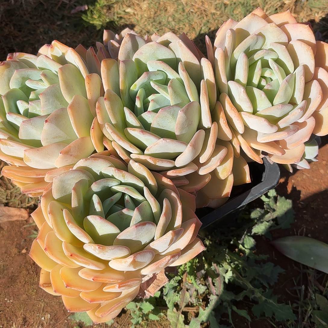 随*凤城多肉发话