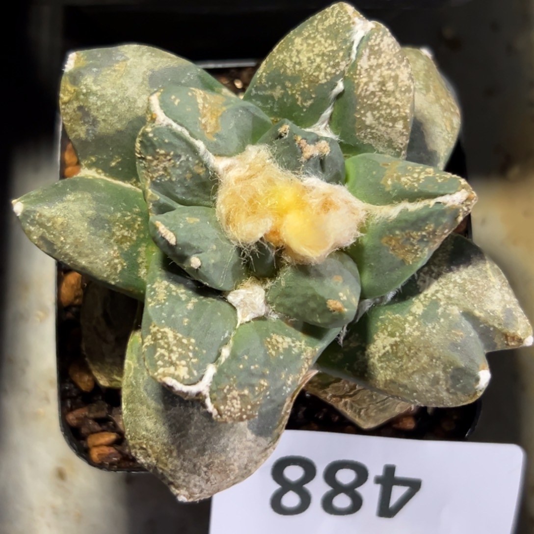 488 带盆发货 仙人球