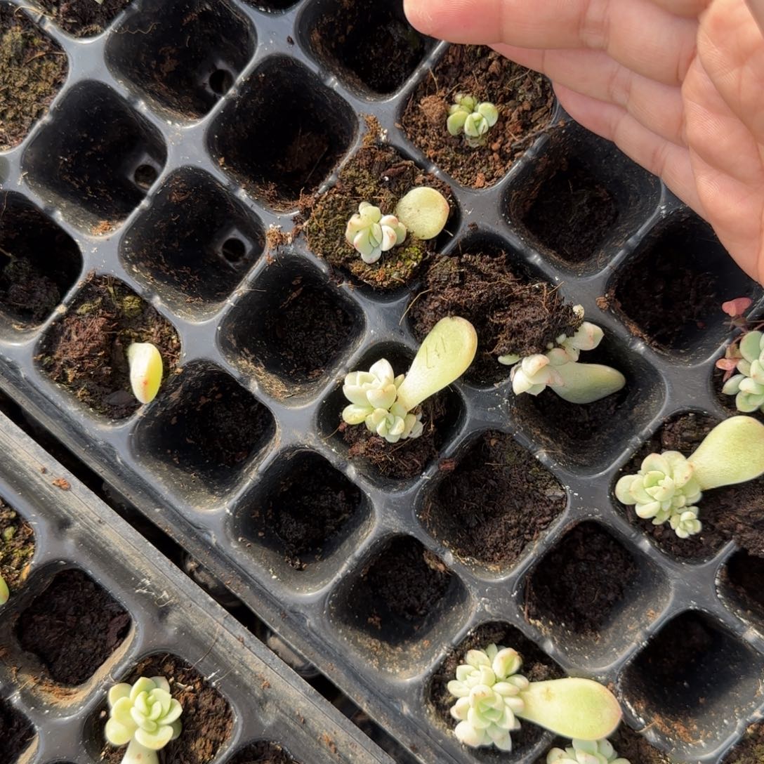 P157 穴2个满25包邮