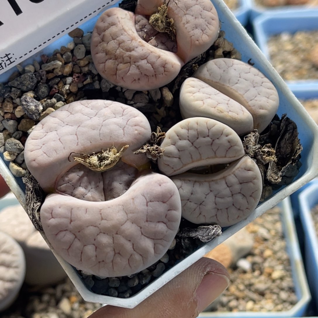 1548三颗荒玉尺寸3.1