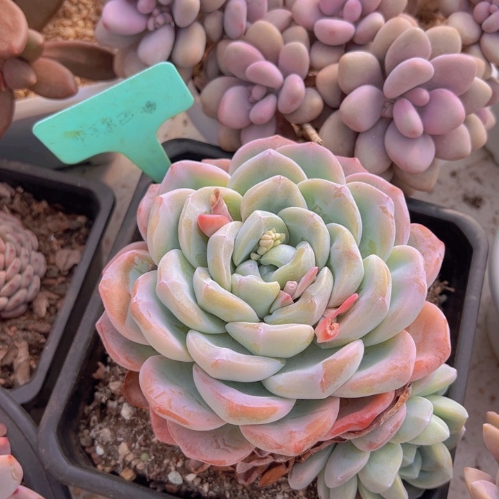 健健康康平平安安