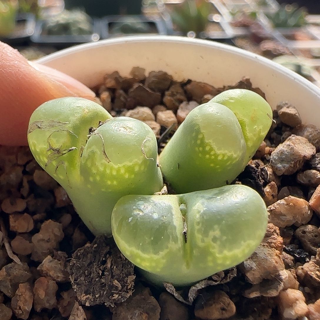 脱土发货哦24356