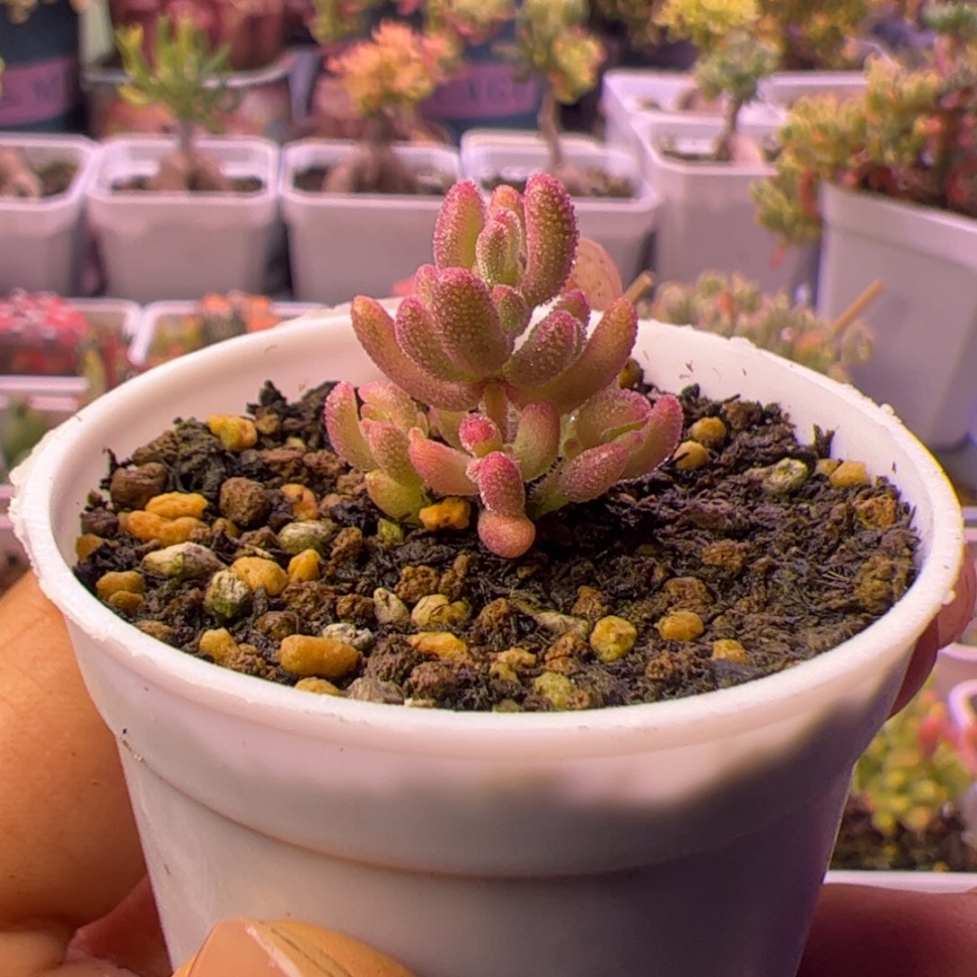 086多肉植物枝干红宝石锦