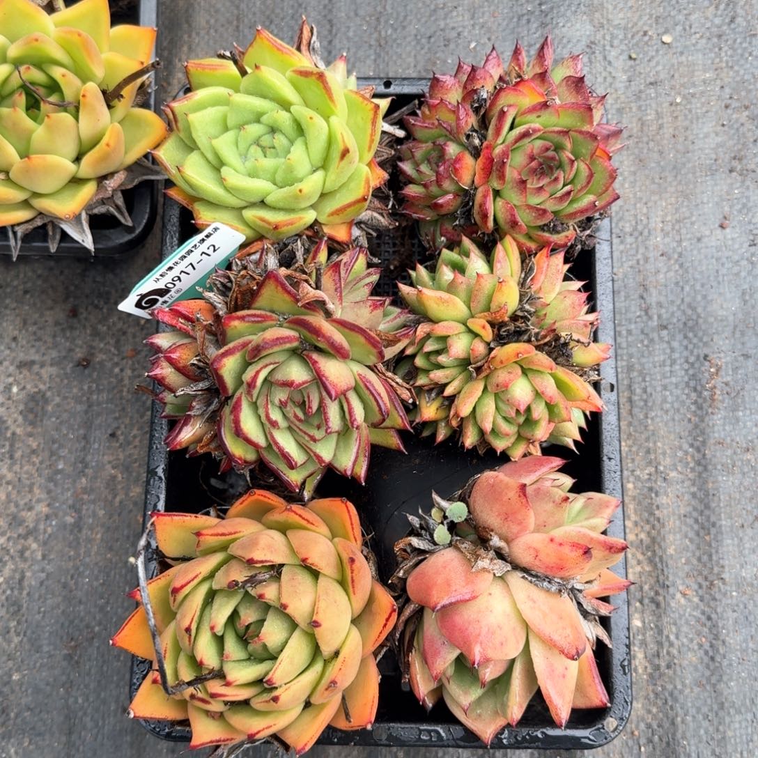 从前慢多肉精选编号0917.12