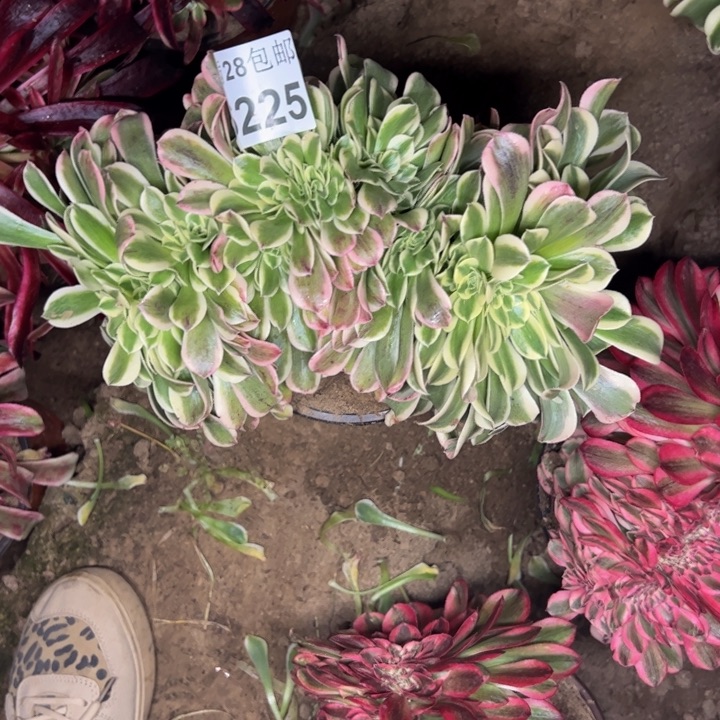 6225南迈巴赫多肉植物