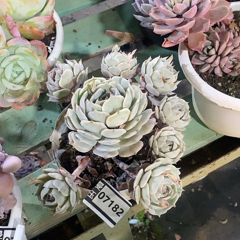 【闪购商品】露娜莲07182