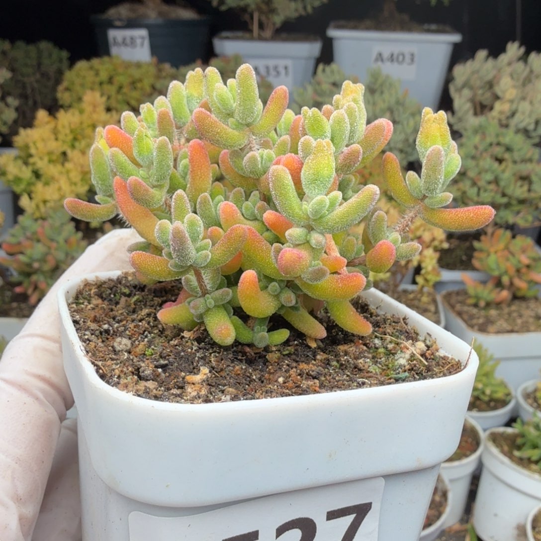 A527红叶枝干一物一拍