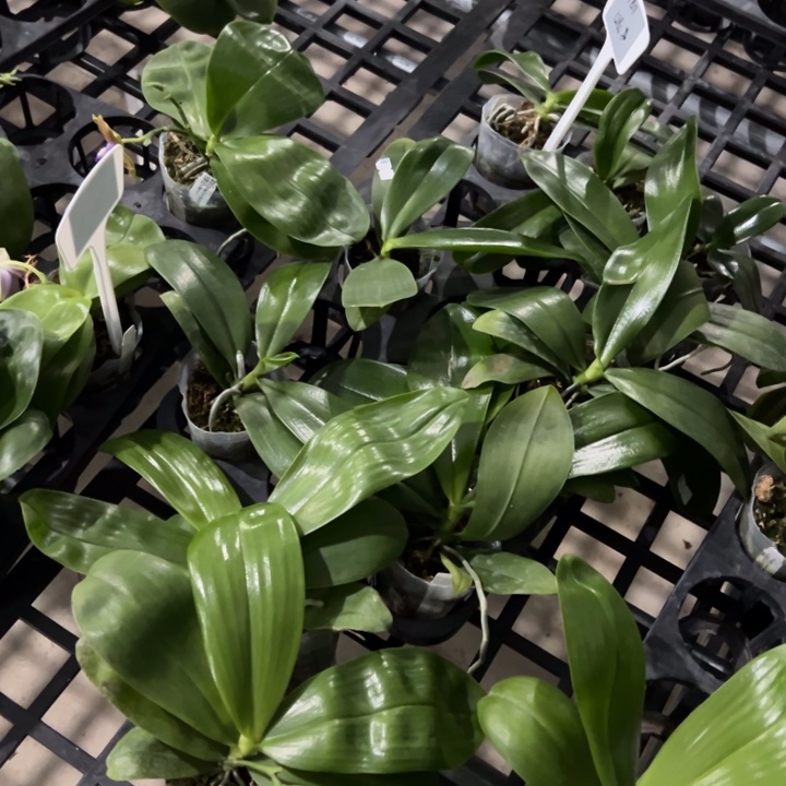 不开花植物原生2.5