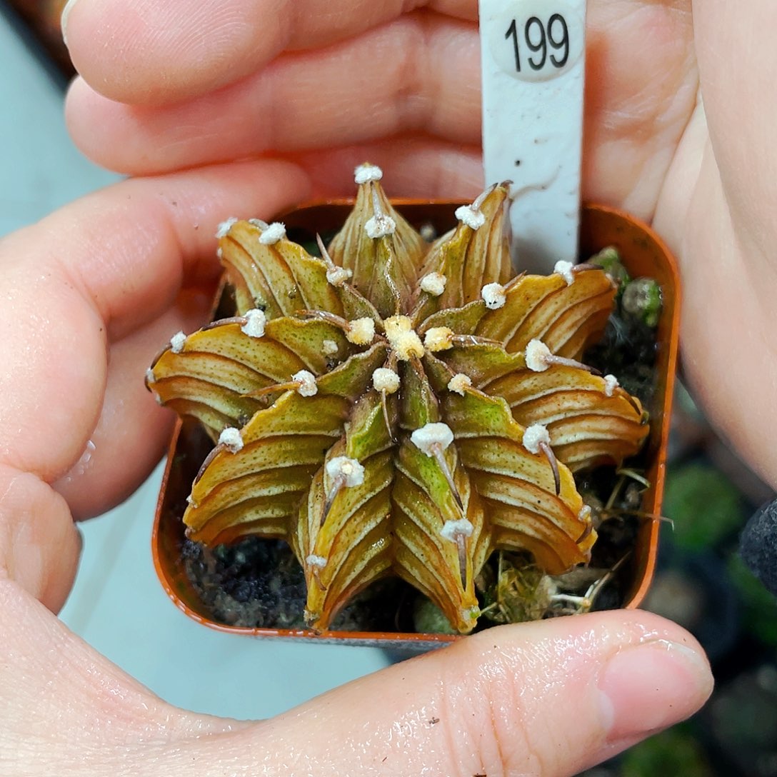 非偏远地区满25包邮仙人球