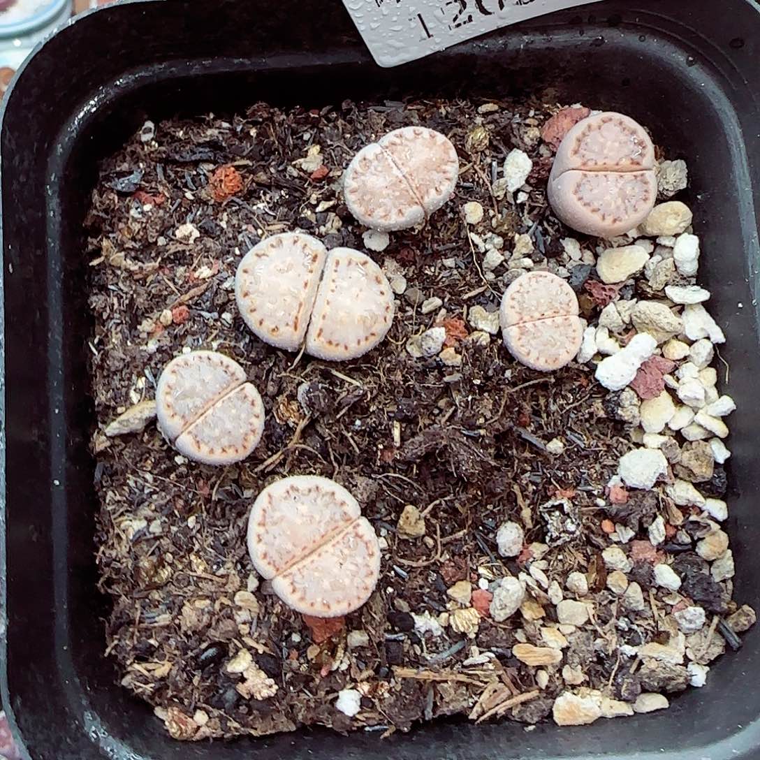 生石花满18包邮1209-92