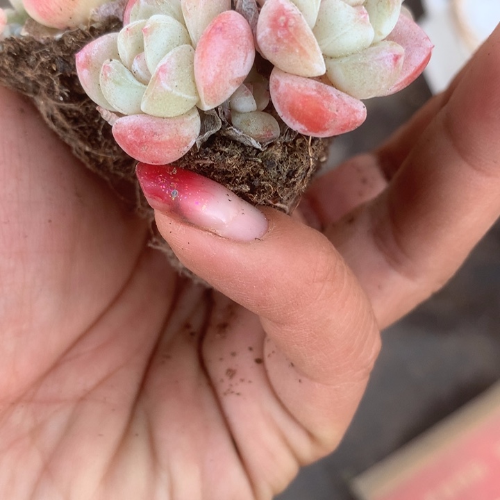 冰玉双（满9.99包邮不满9.99发叶子）