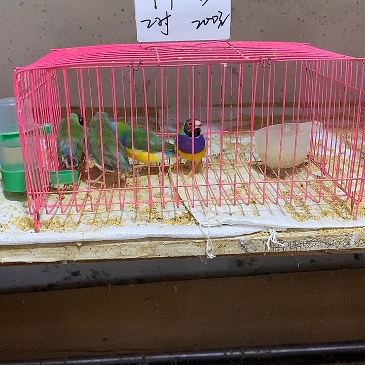 文鸟许*特价七彩2对，包活到家