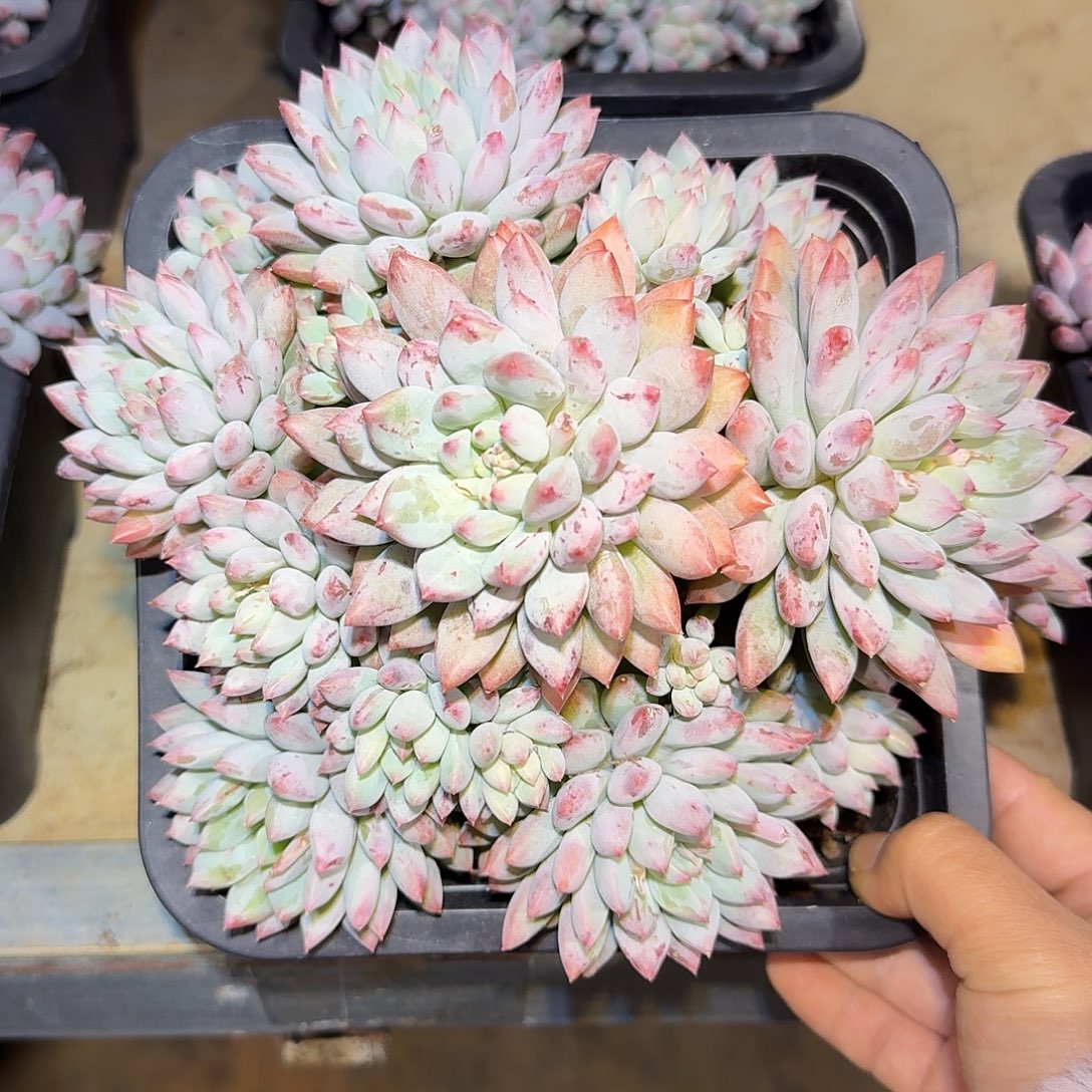 明珠美人整无砍群生