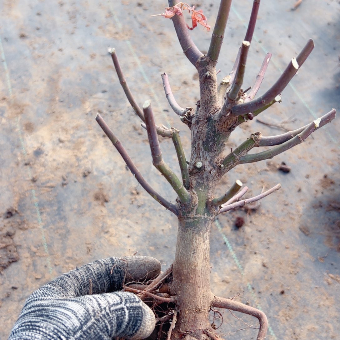 天***淡无花朵枫树……枫树