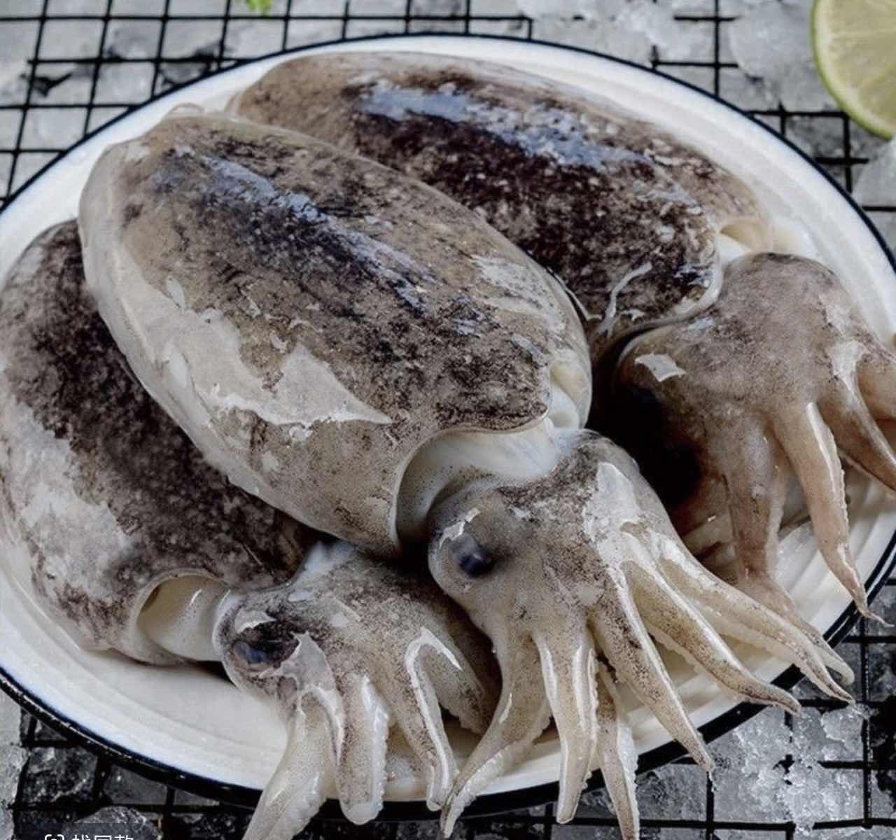 墨鱼 鲜冻墨鱼 顺丰快递 厦门发货 现称