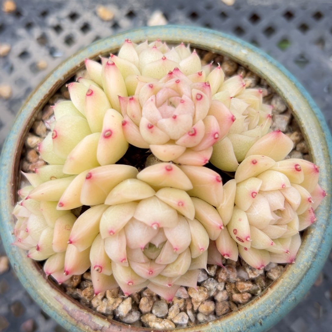 麦秆精控多肉一物一拍