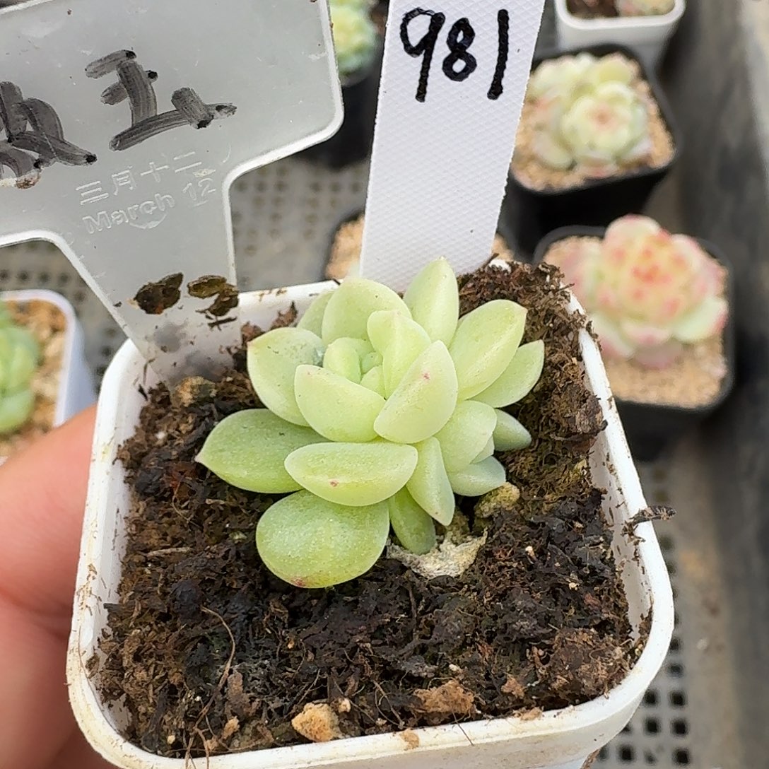 981双头皦玉多肉植物