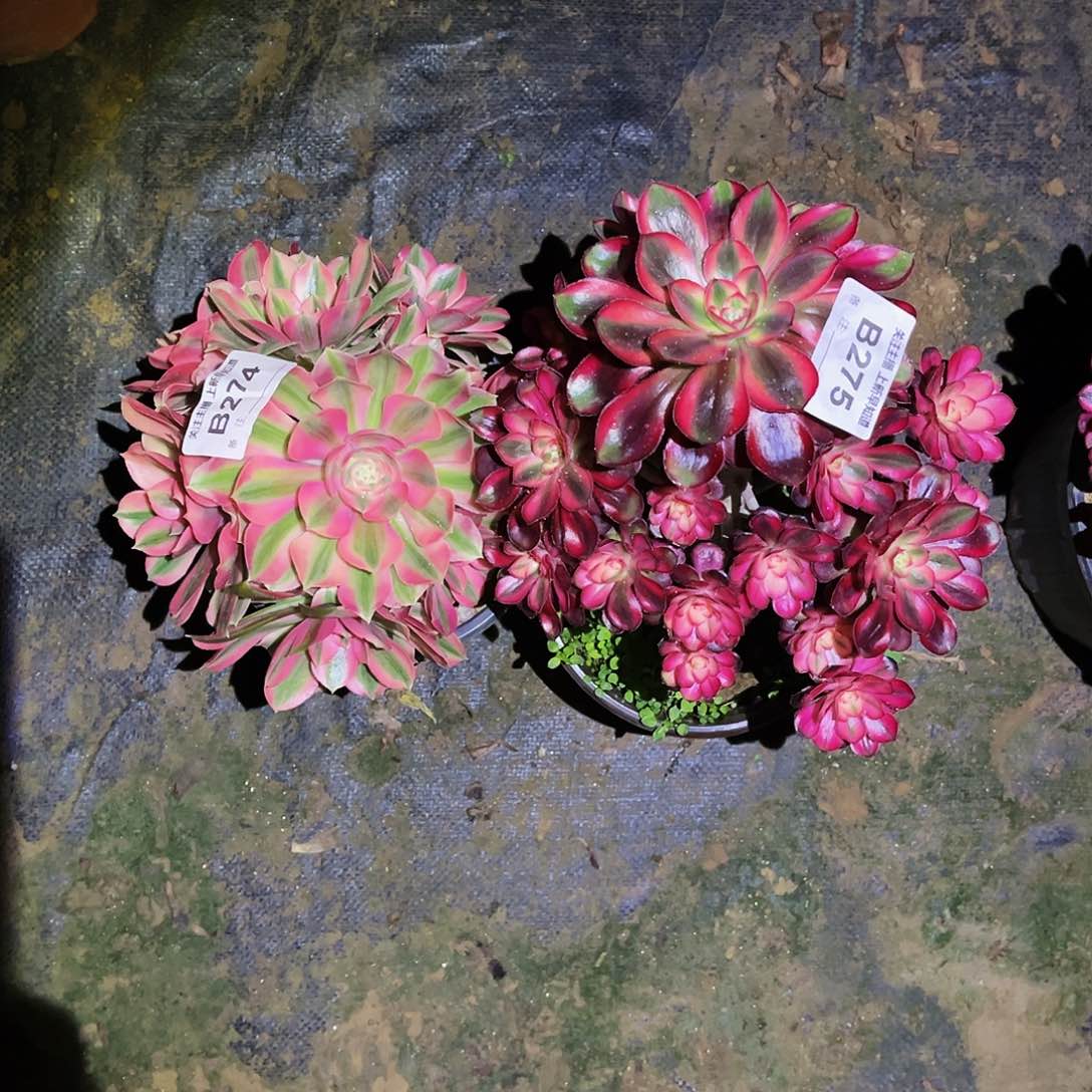 多肉植物274.275粉女巫，香奈儿