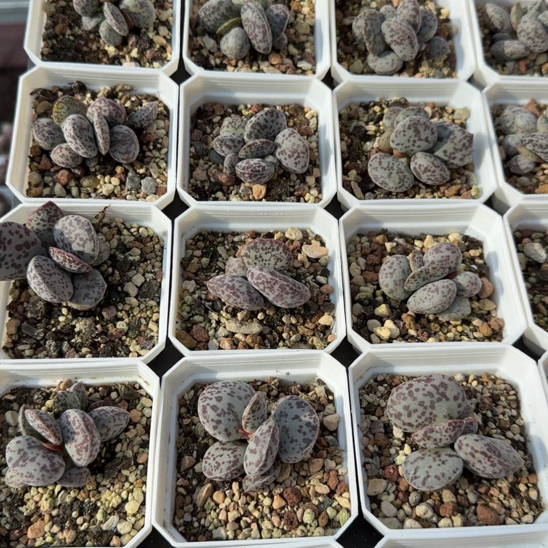 巨型花旦量拍量拍