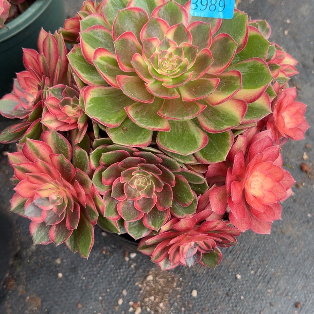 赵*3989黑魔锦多肉植物