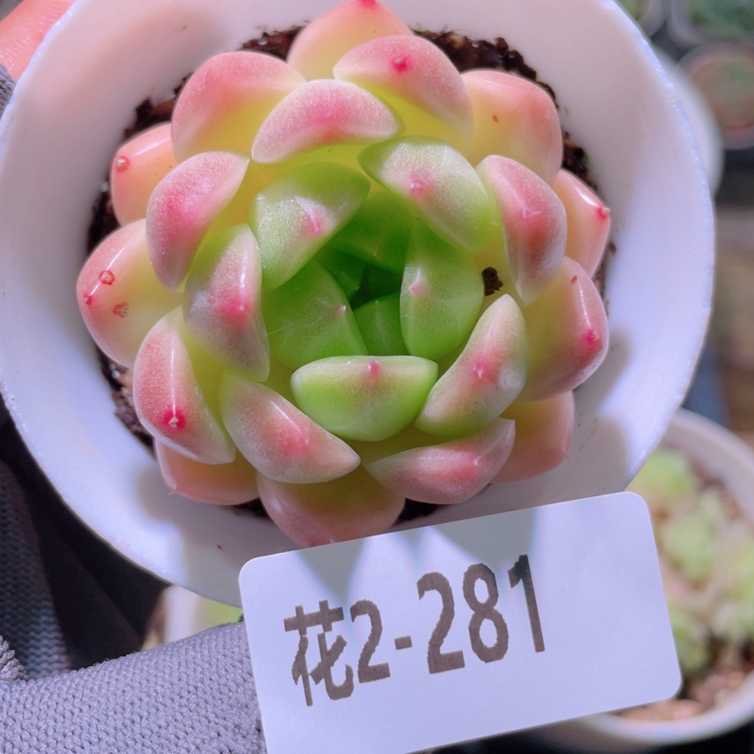 花利美2-281麦秆 