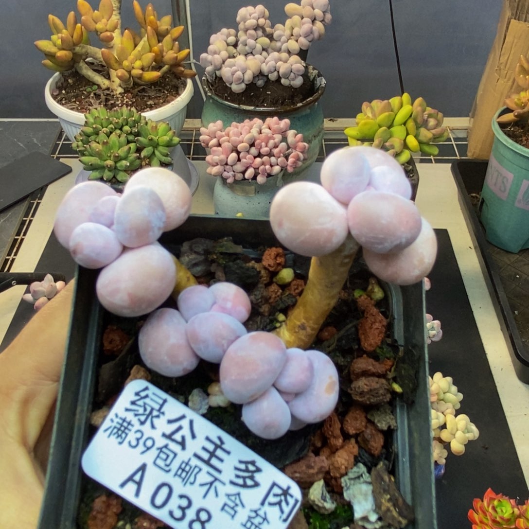 038橙奶多肉肉6c m