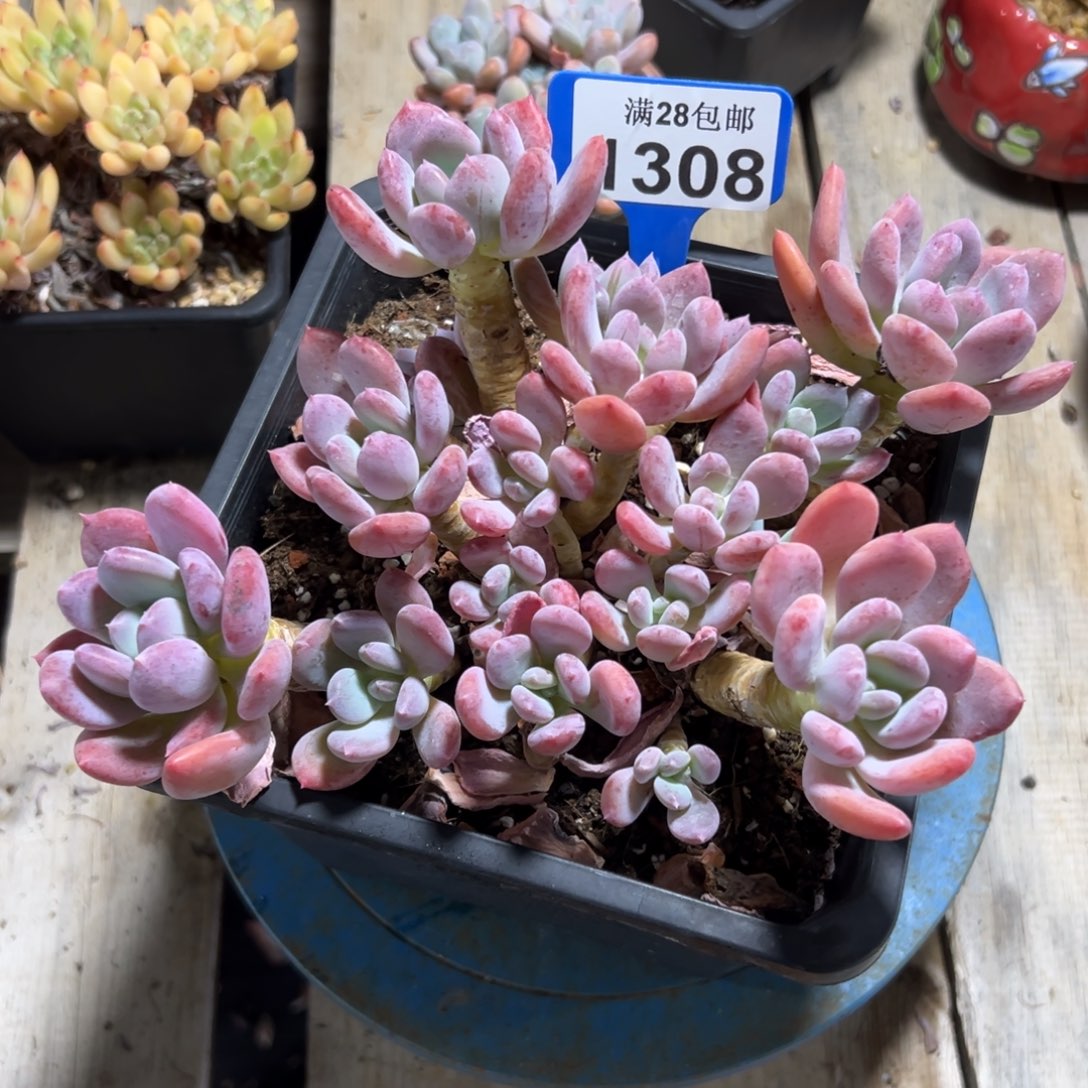 1308灰姑娘，冠服20