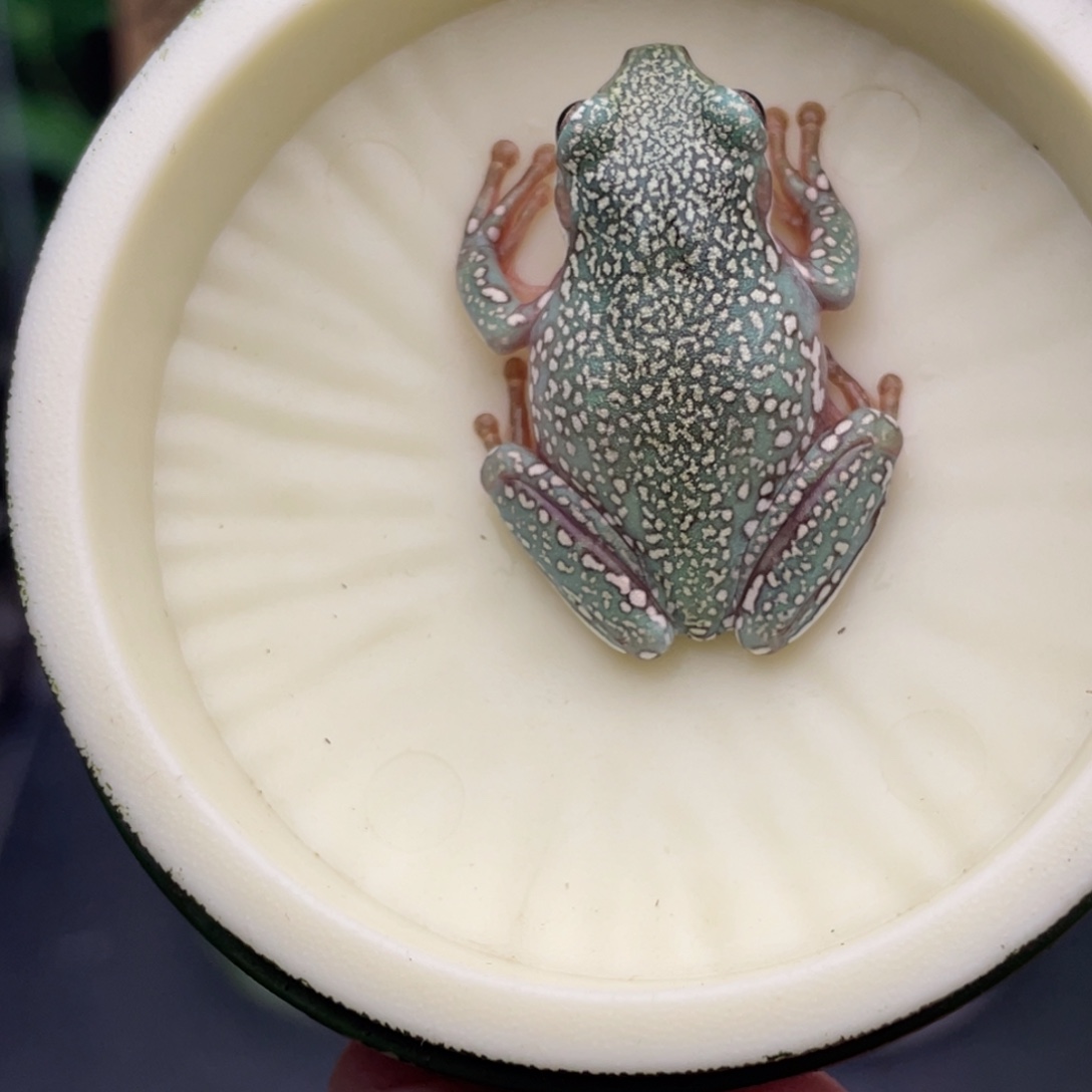 老爷树蛙7号顶级暴雪蓝