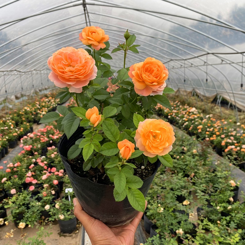 月季特大花浓香阳台庭院花卉植物盆栽蔷薇四季玫瑰花苗