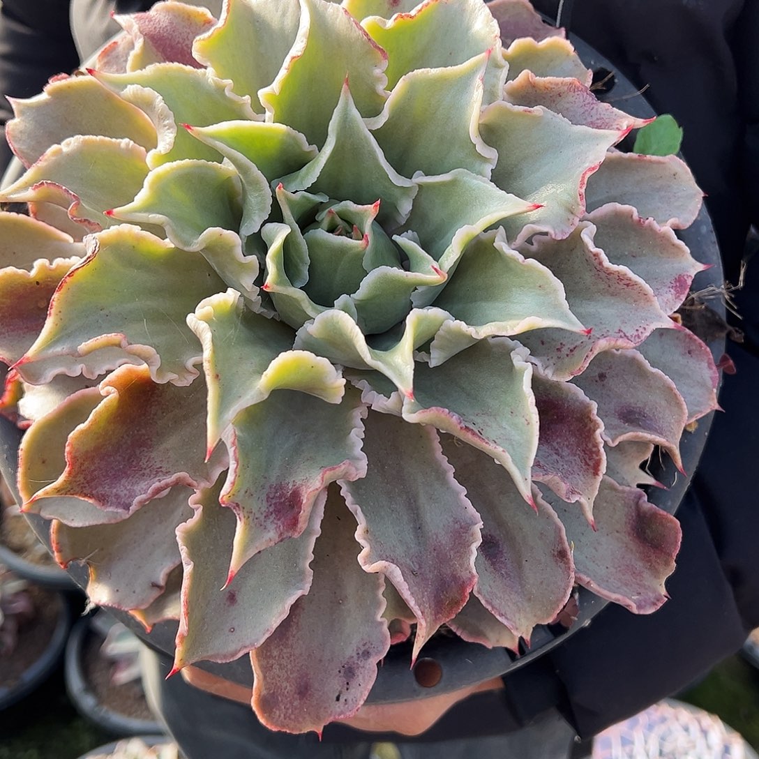 盆栽大单头饺子皮多肉植物