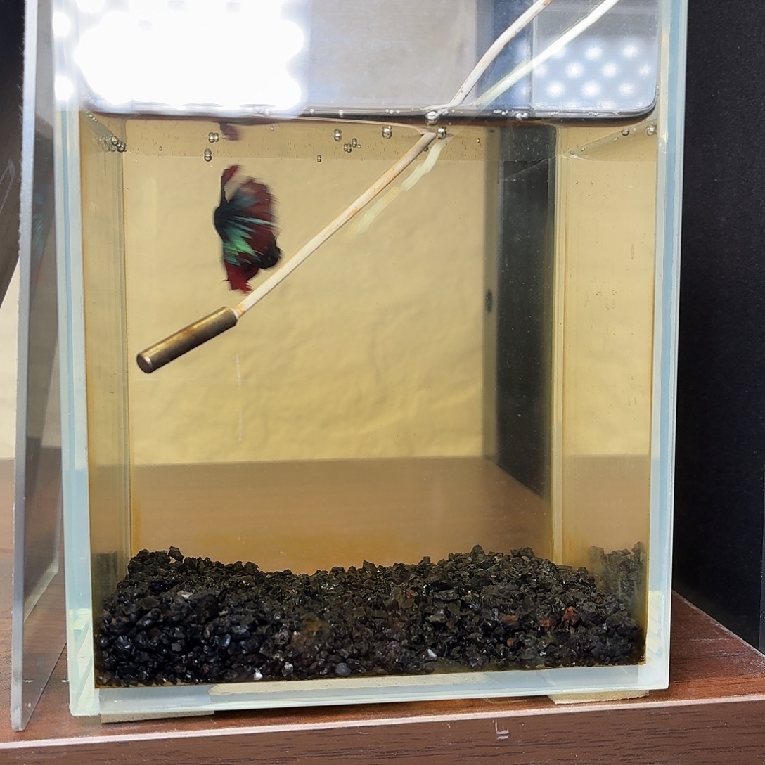 斗鱼暗黑地狱火半月母鱼