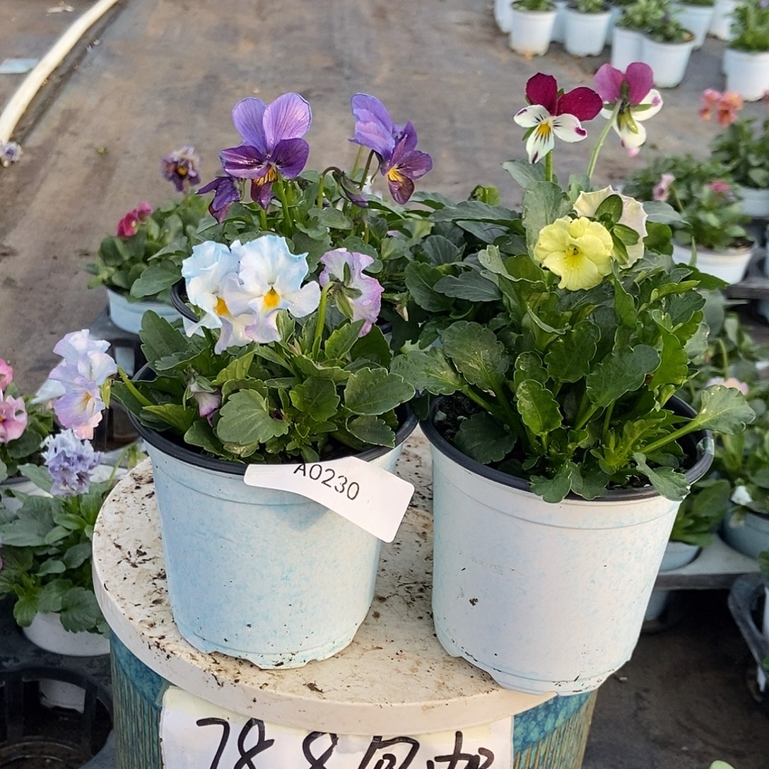 大部分花苞少量开放230