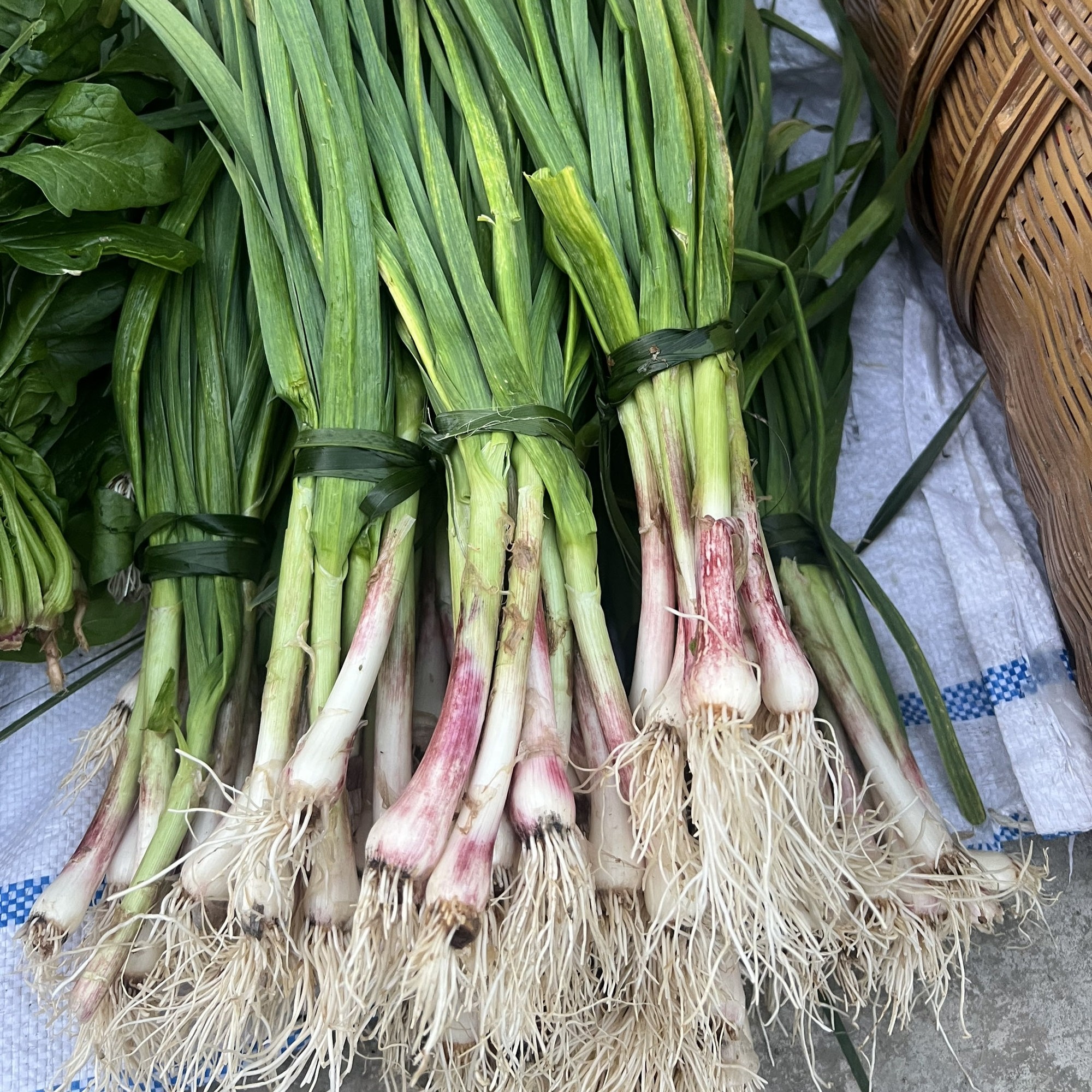 八角赶大集农户蒜苗2斤