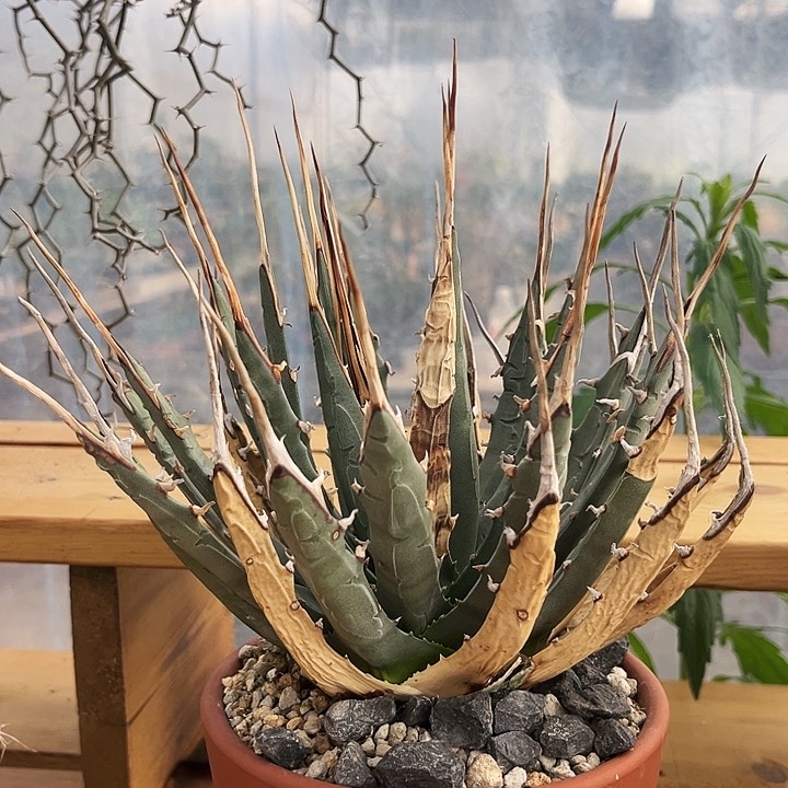 潮流植物产地内华达妖炎，