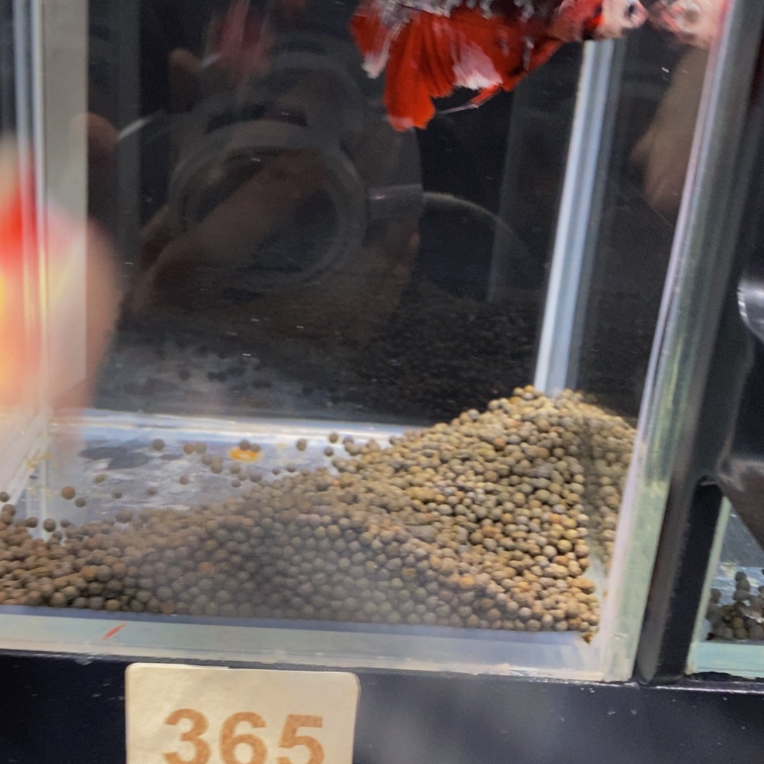 丁***阿斗鱼365巨斗11111