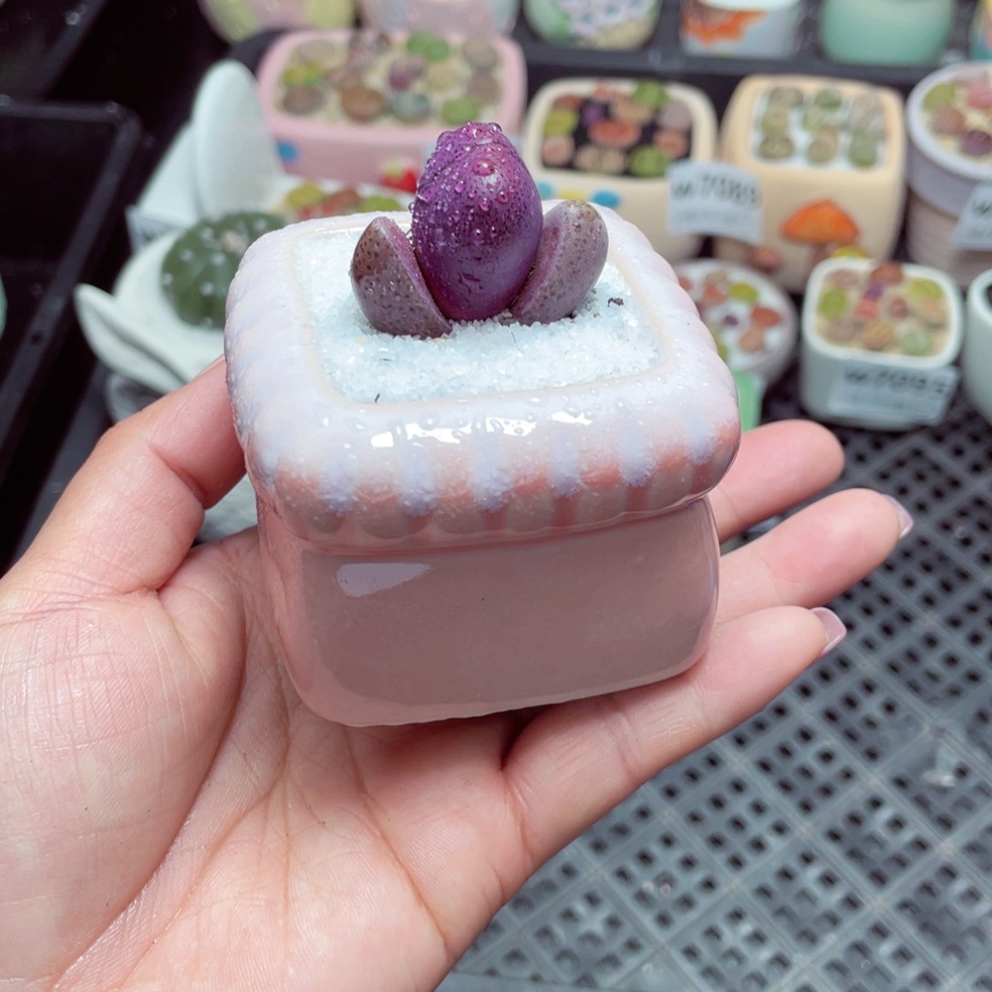 w7107 -零下地区拍保温箱-15支持寄养