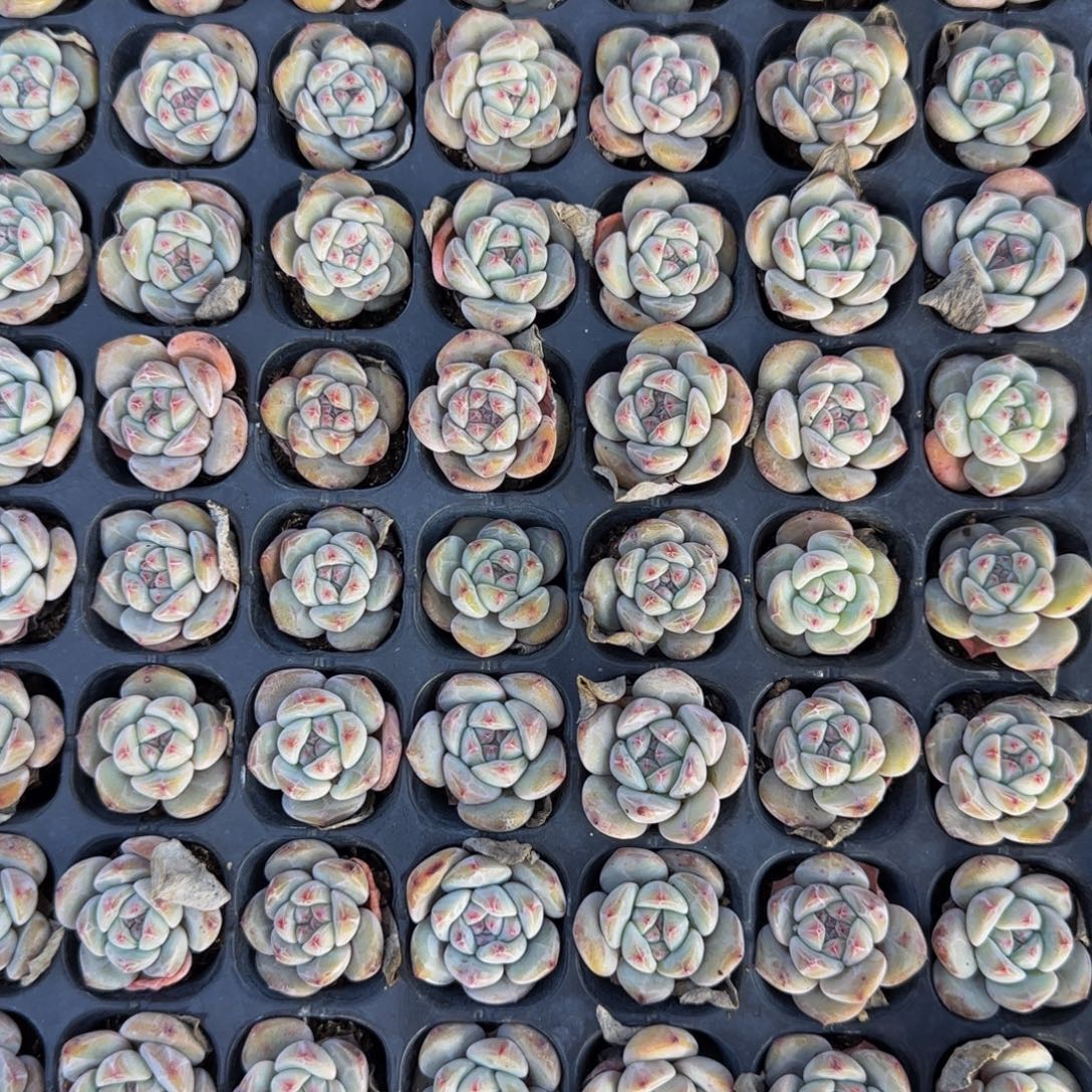 9颗一组单头穴盘石榴籽特价