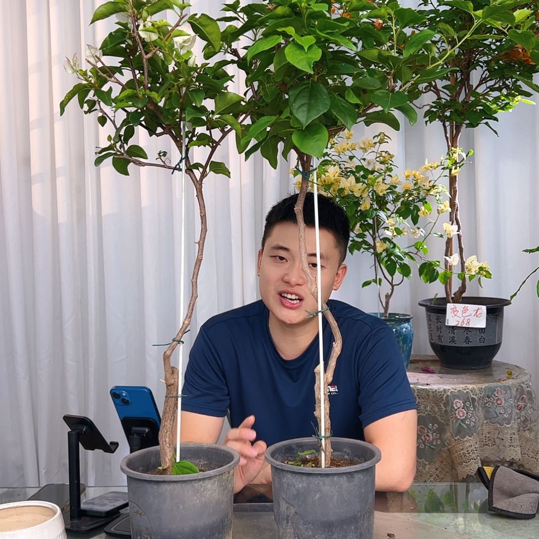 当前无花栽培后可以开花绿樱棒棒糖一颗