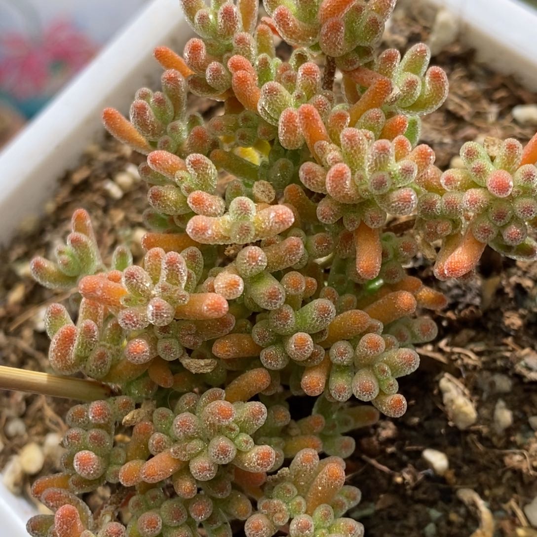 冰晶杂枝干番杏A002