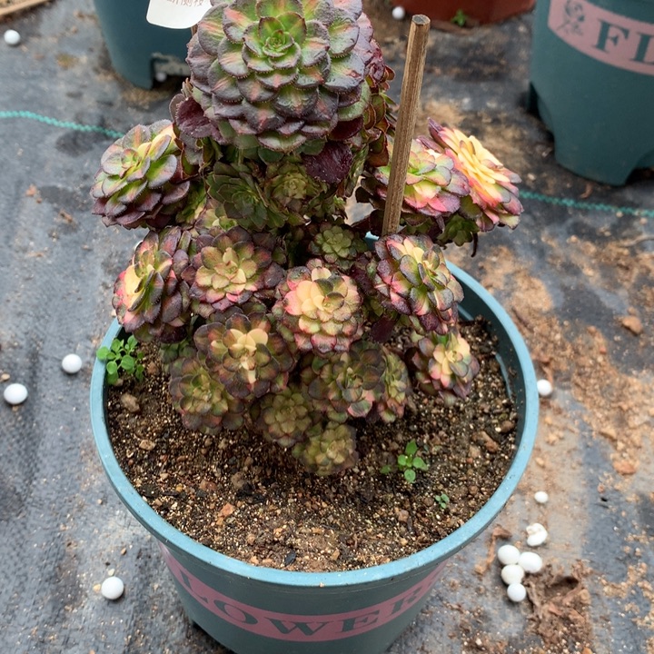 734海王七彩多肉植物