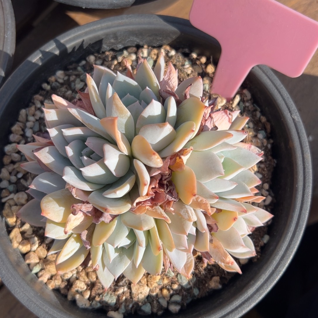 特价白茶1111111111111