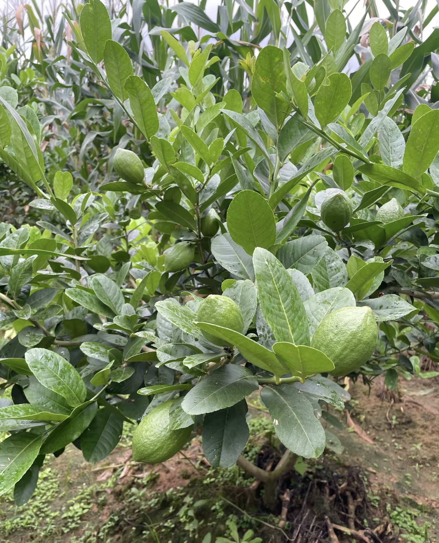 广东四季香水柠檬苗无花无果棒棒糖型