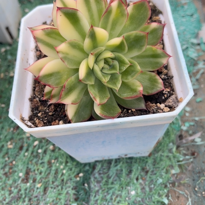 秋可园艺 花脸拉丝锦群