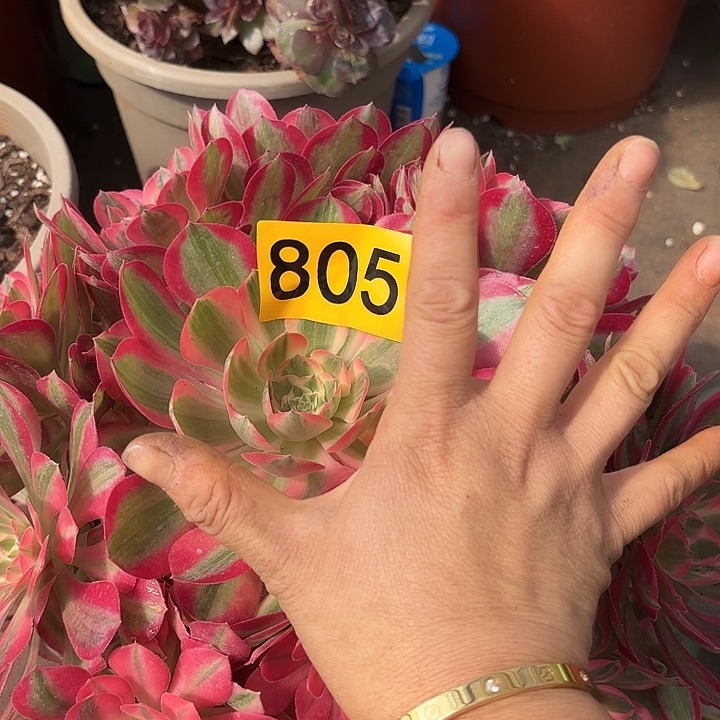多肉植物花样年化805