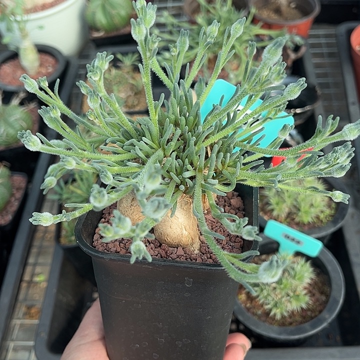 蛋清霜多肉植物一颗