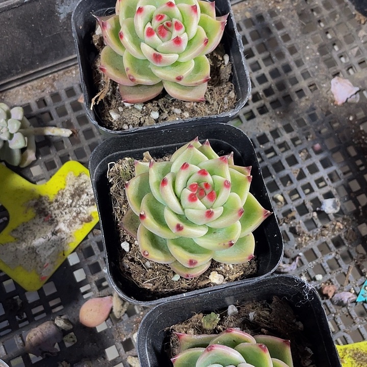 兰龙3.8带盆土发货