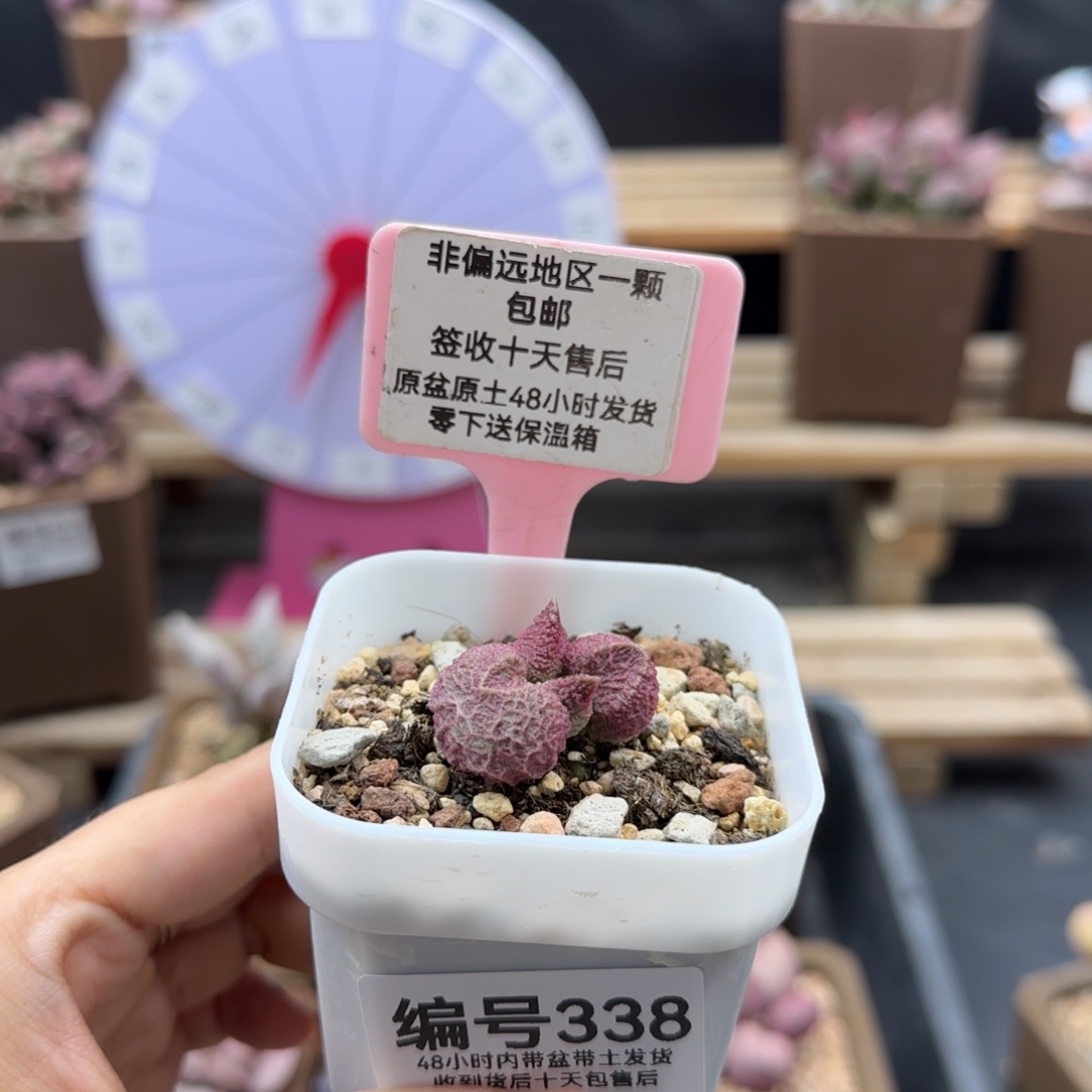 幸****猪338巨猪宝补差多肉植物