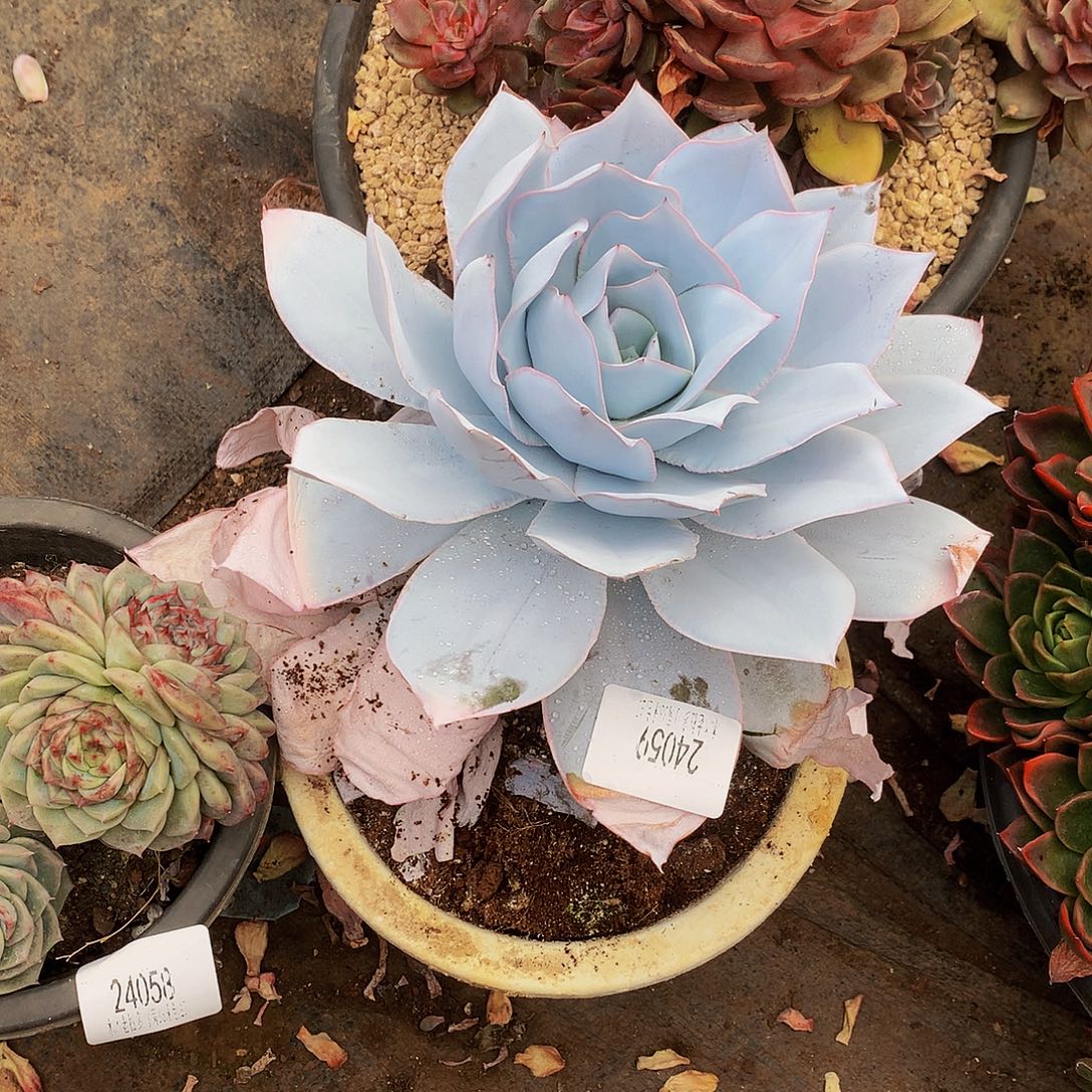 马****      广寒宫多肉24059